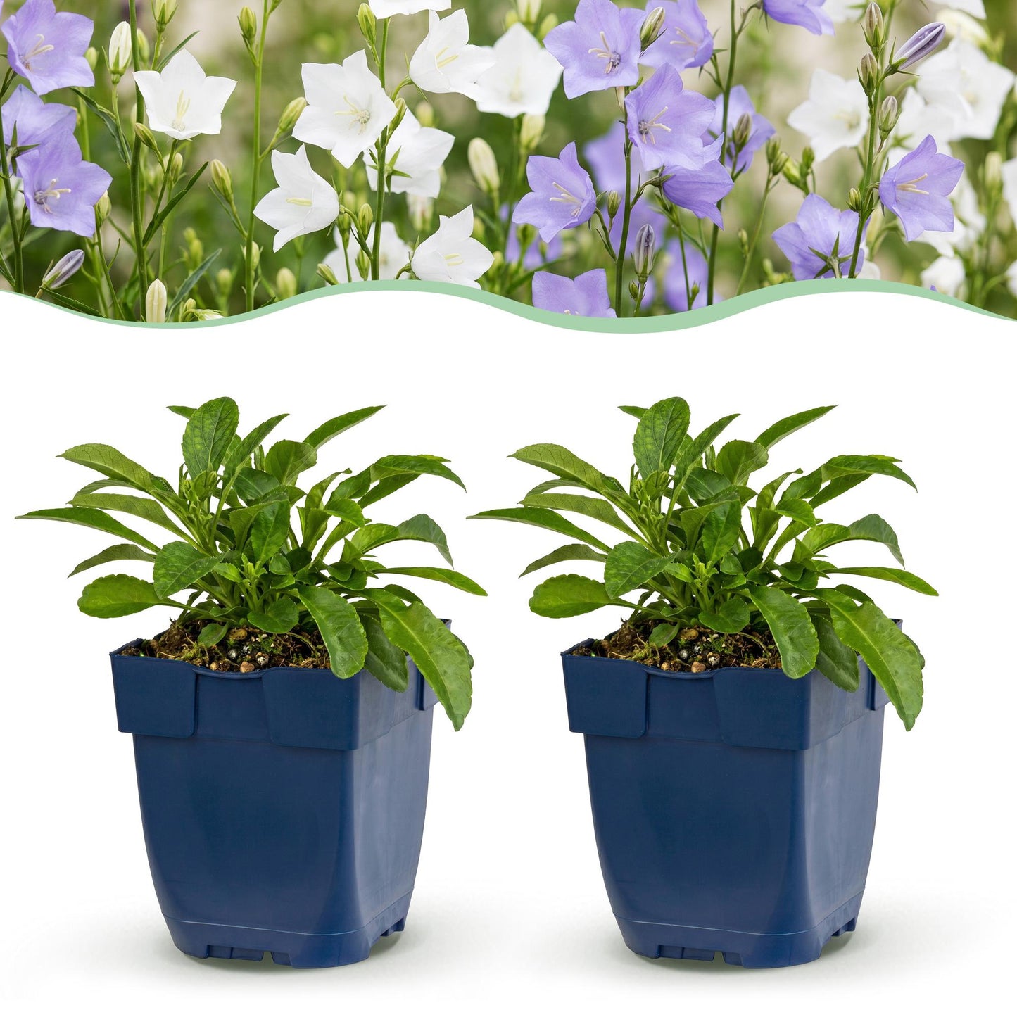Green boutiQ - Plante vivace - Campanula persicaria Duo - Cloche de pêcher - Attire les abeilles et les papillons - Bleu - Blanc - 6 Plantes - Pot 11cm - Hauteur 15-25cm