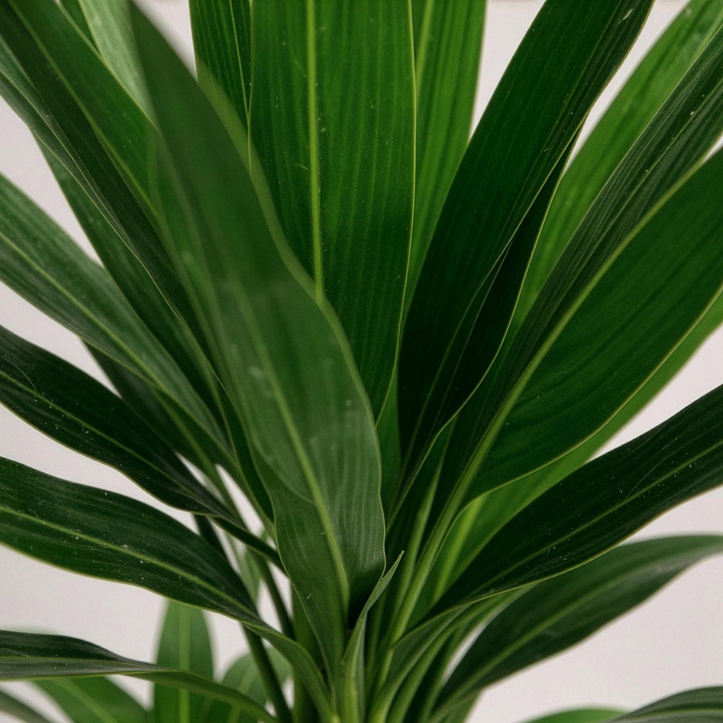 Houseplant - Yucca elephantipes - Yucca - Low maintenance - Green - 2 - Pot 21cm - Height 100cm