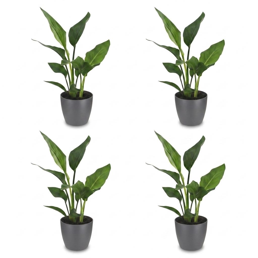 Green boutiQ - Strelitzia Reginea - Bird of Paradise - 4 Plants - with Potter Grijs - Pot 12cm - Height 35cm
