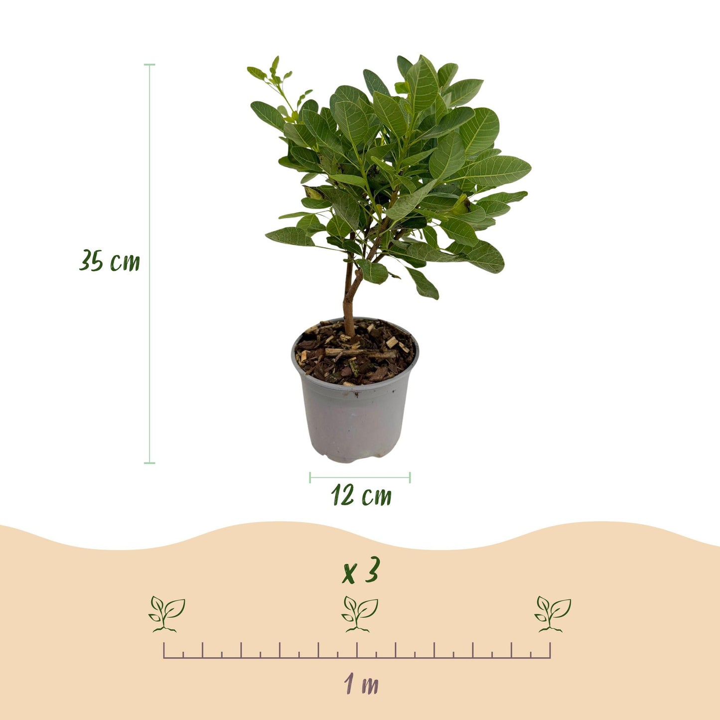 Green boutiQ - Tuinplant - Cotinus coggyria Young Lady - Groen 3 Planten - Bladverliezend - Weinig Onderhoud - Pot 12cm Hoogte 35cm
