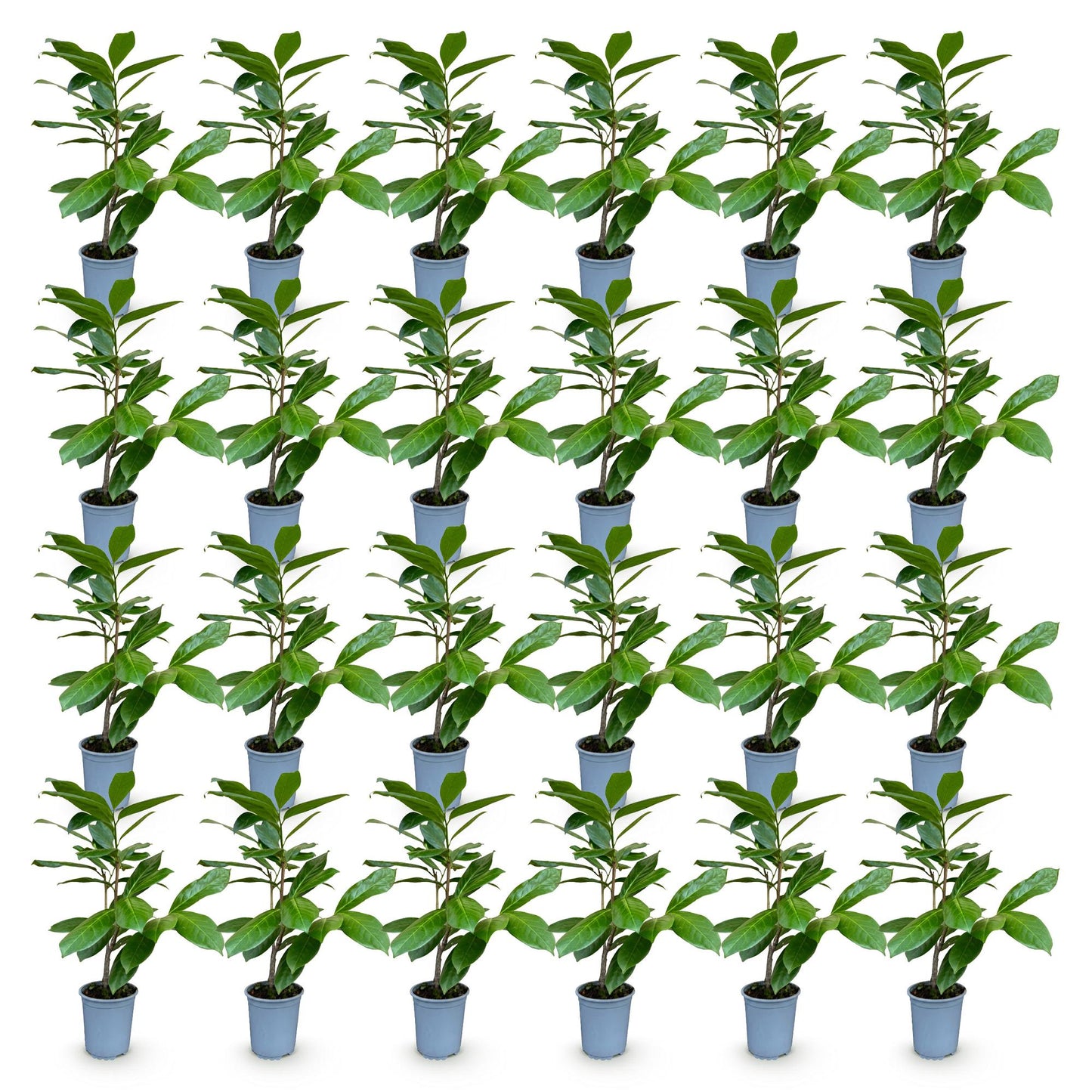 Green boutiQ - 24x Prunus laur. Rotundifolia - Cherry Laurel - Hedge Plants - Evergreen - Green - Pot 9cm - Height 25-35cm