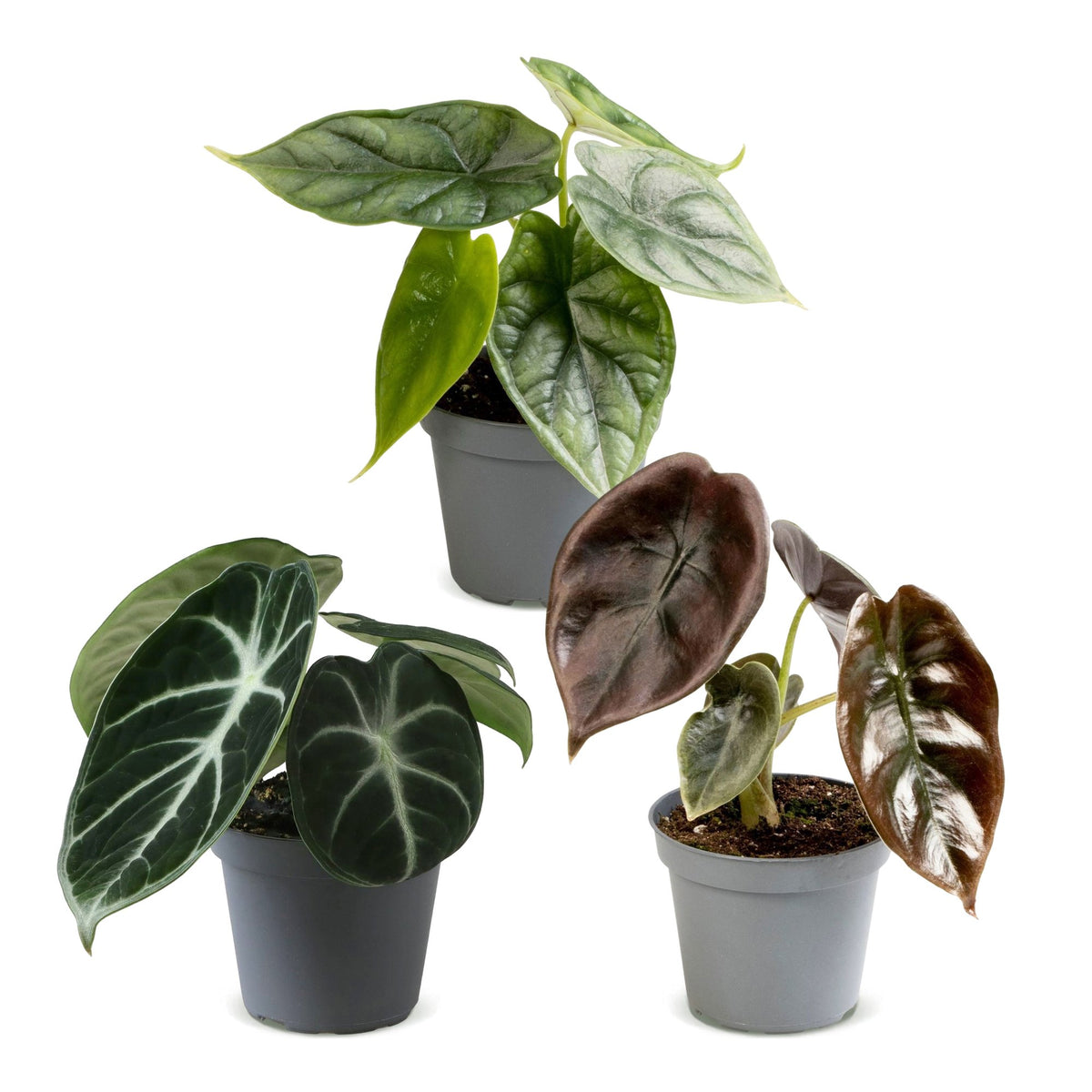 3x Baby Alocasia Tricolour - Rood - Groen - Zwart - Tropisch - Ø6cm - ↕12cm