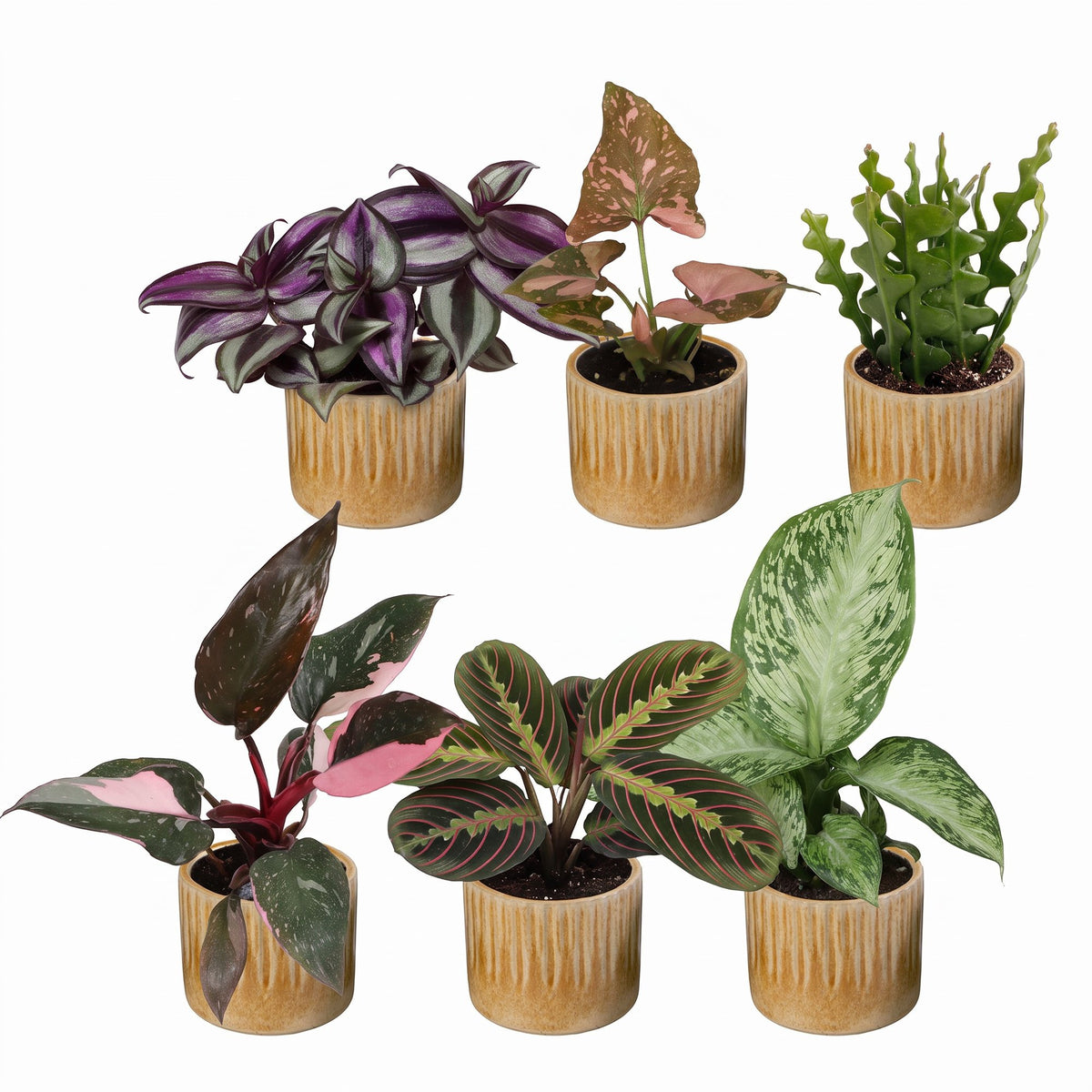 6x Baby Plant Surprise Box - Assorted - Tropical - incl. Linnea Honey - Ø6cm - ↕5-15cm