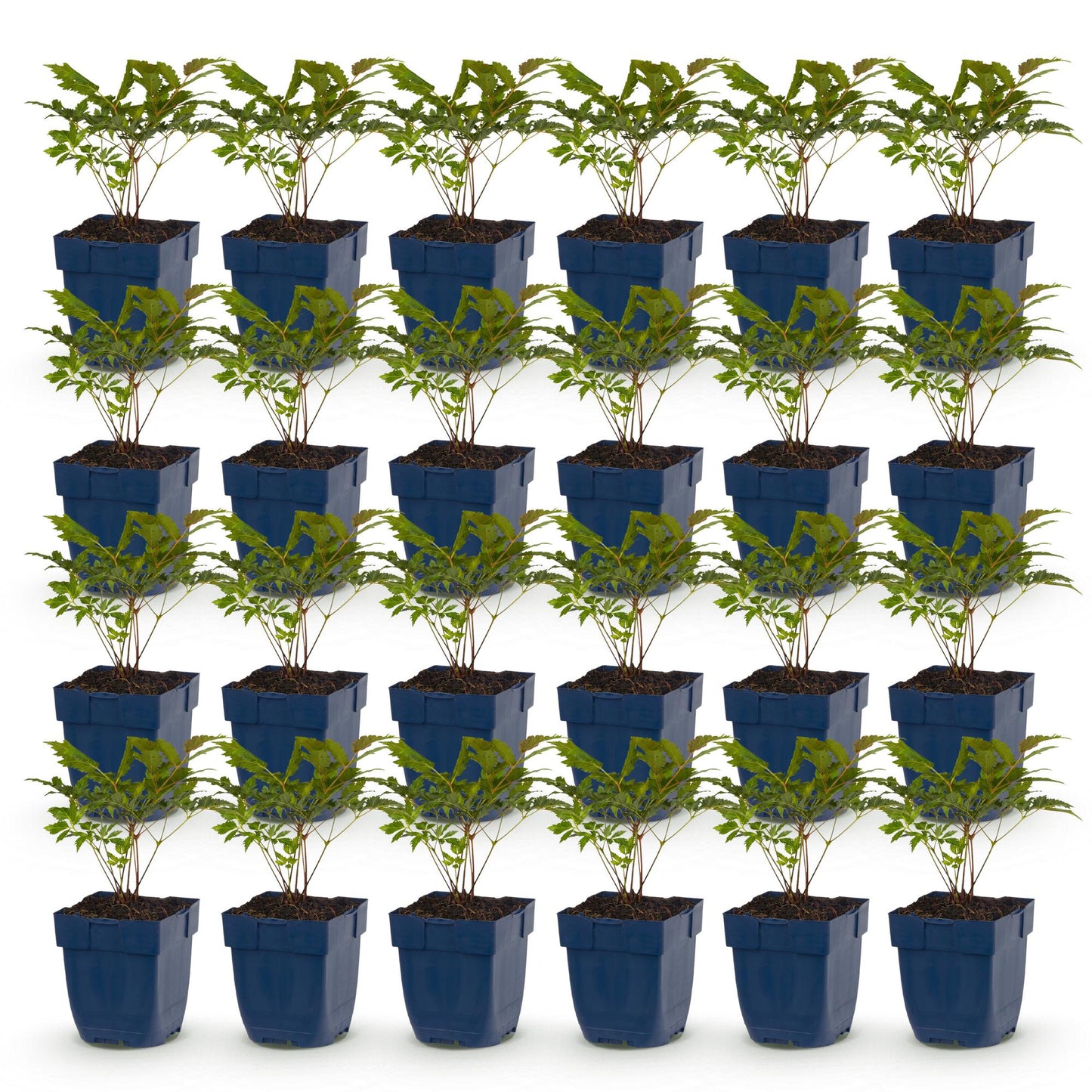 Green boutiQ - Plante vivace - Astilbe (A) Fanal - Spirée en panicule - Ombre - Rouge - 24 Plantes - Pot 11cm - Hauteur 15-25cm