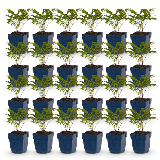 Green boutiQ - Plante vivace - Astilbe (A) Fanal - Spirée en panicule - Ombre - Rouge - 24 Plantes - Pot 11cm - Hauteur 15-25cm