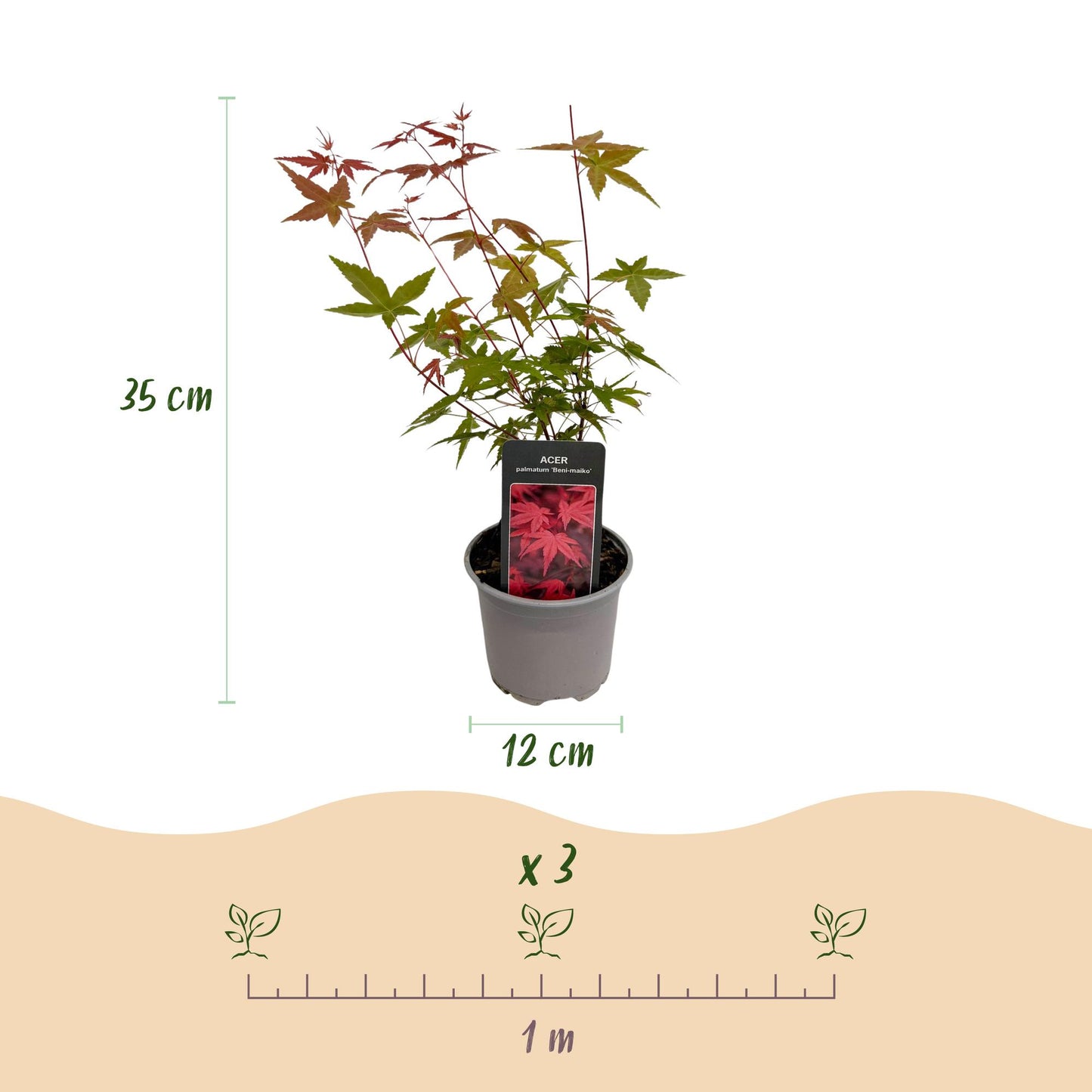 Garden plant - Acer palmatum Tricolour - Red-Green-Orange - 3 Plants - Deciduous - Low Maintenance - Pot 12cm Height 35cm