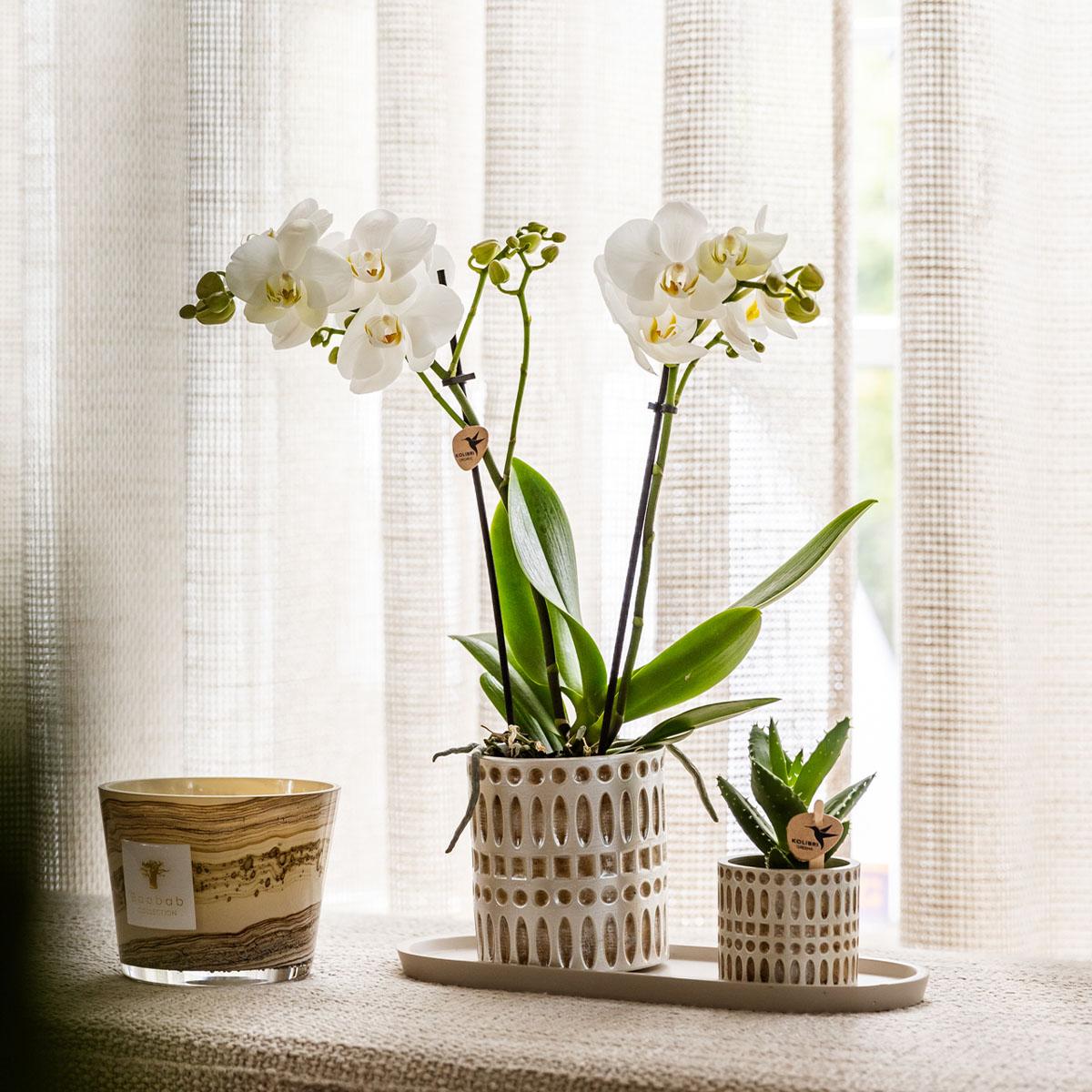 Hummingbird Company | Set di piante Le Chic piccolo | Orchidea Phalaenopsis Amabilis bianca e succulenta incl. vasi decorativi in ​​ceramica su vassoio organico color crema