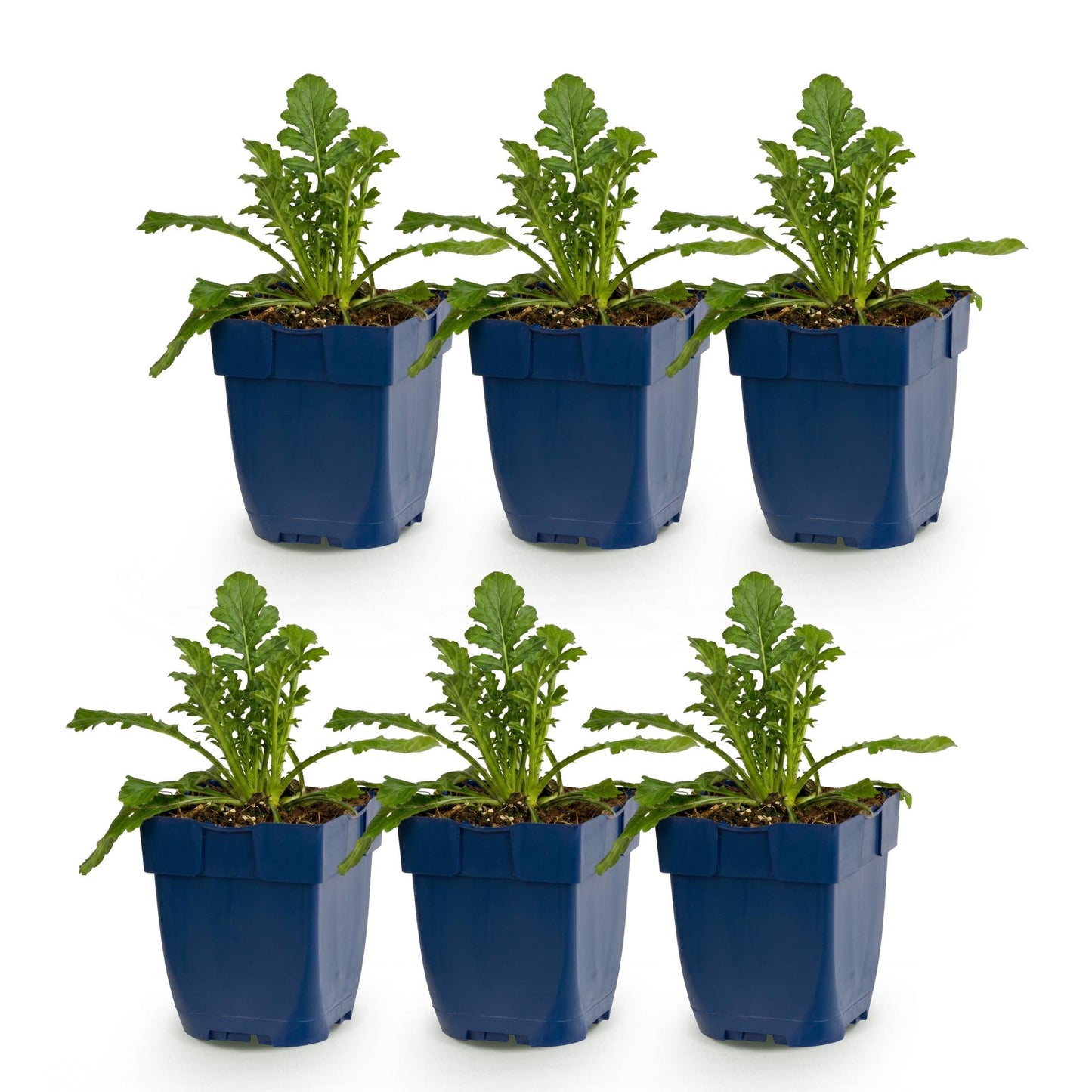 Green boutiQ - Plante vivace - Scabiosa col. Butterfly Blue - Plante à fleurs - Attire abeilles et papillons - Violet - 6 Plantes - Pot 11cm - Hauteur 15-25cm