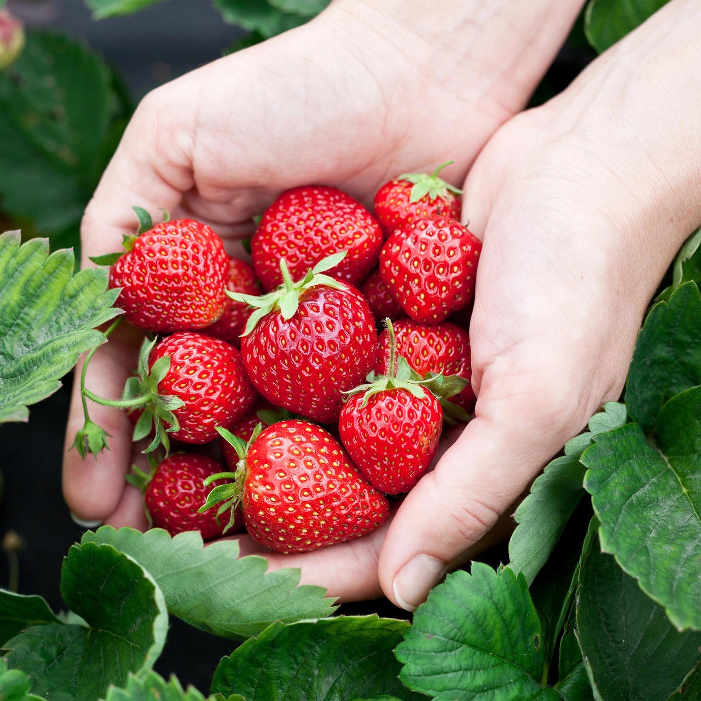 Green boutiQ - Fruit Plants - Strawberry - Fragaria Elsanta - Winter Hardy - 3 Plants - 9 cm Pot - Red Strawberry