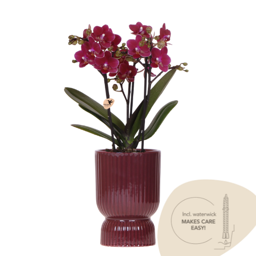 Kolibri Orchids | Paarse Chamonix orchidee + rode Diabolo sierpot | potmaat Ø9cm | bloeiende kamerplant – vers van de kweker | incl. waterreservoir