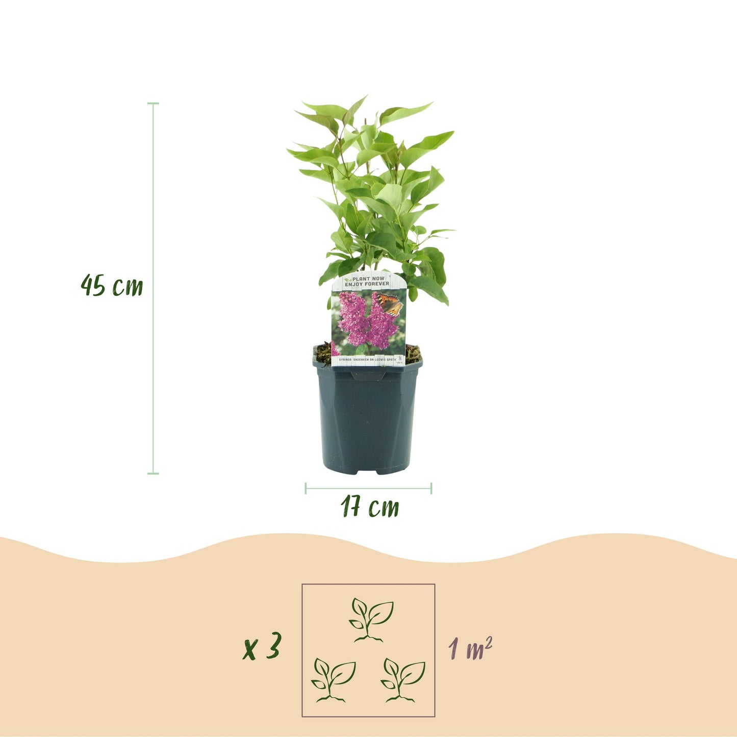 Garden plant - Syringa vulgaris Ludwig Spath - Common Lilac - Hardy - Purple - 1 Plant - Pot 17cm - Height 45cm