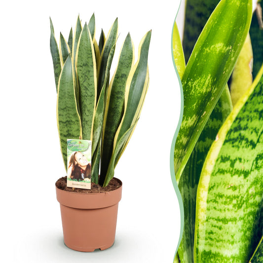 Green is... Houseplants - Sansevieria Laurentii - Snake Plant - Low maintenance - Green - 1 Plant - Pot 21cm - Height 70-80cm