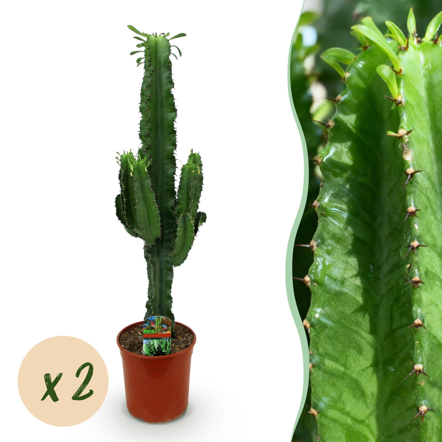 Houseplant - Euphorbia Eritrea - African Milk Tree - Low maintenance - Green - 2 - Pot 19cm - Height 70cm
