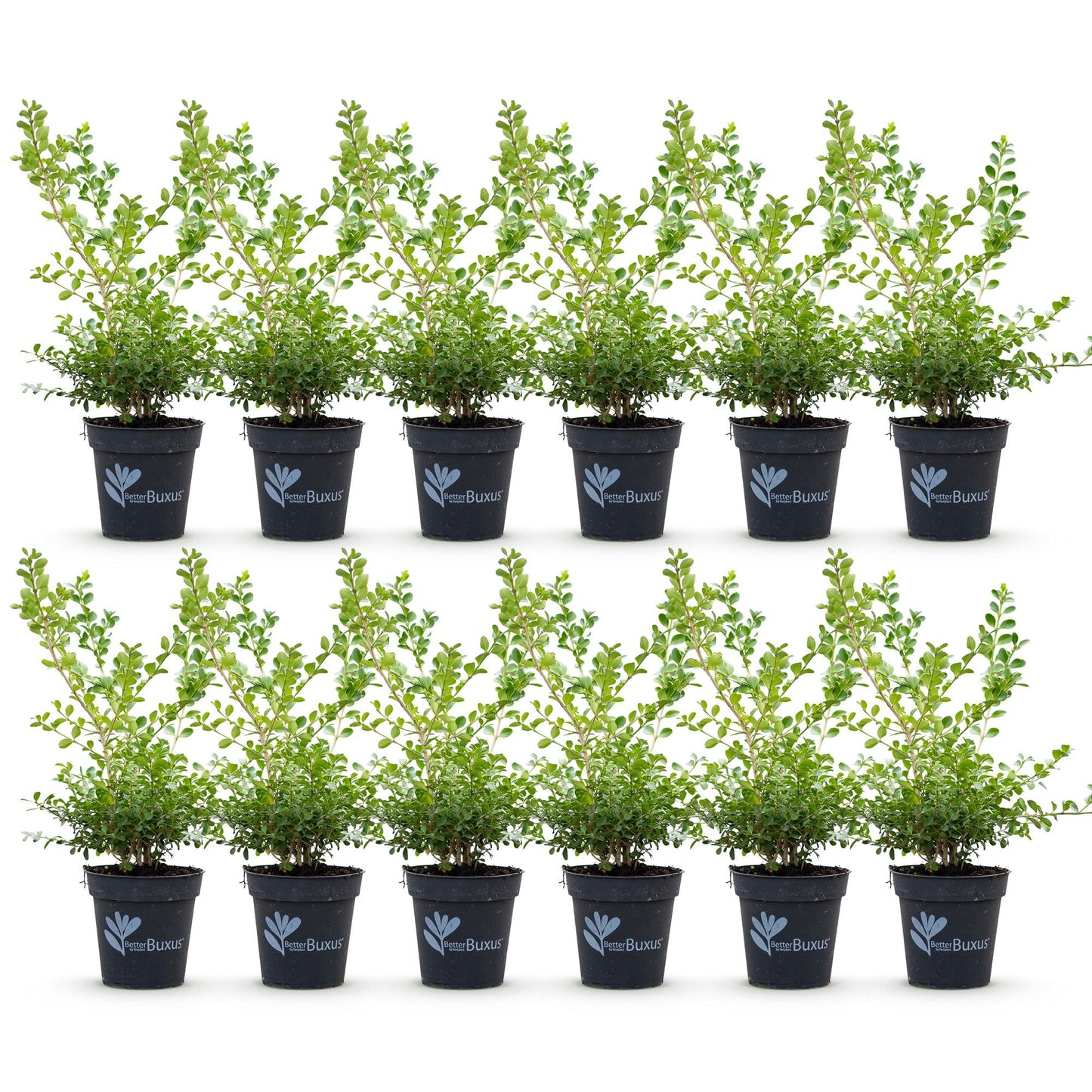 Green boutiQ - Siepe di bosso - BetterBuxus Babylon Beauty - Resistente alla Piralide del Bosso - 12 piante - 2 metri lineari - vaso 13cm altezza 30-35