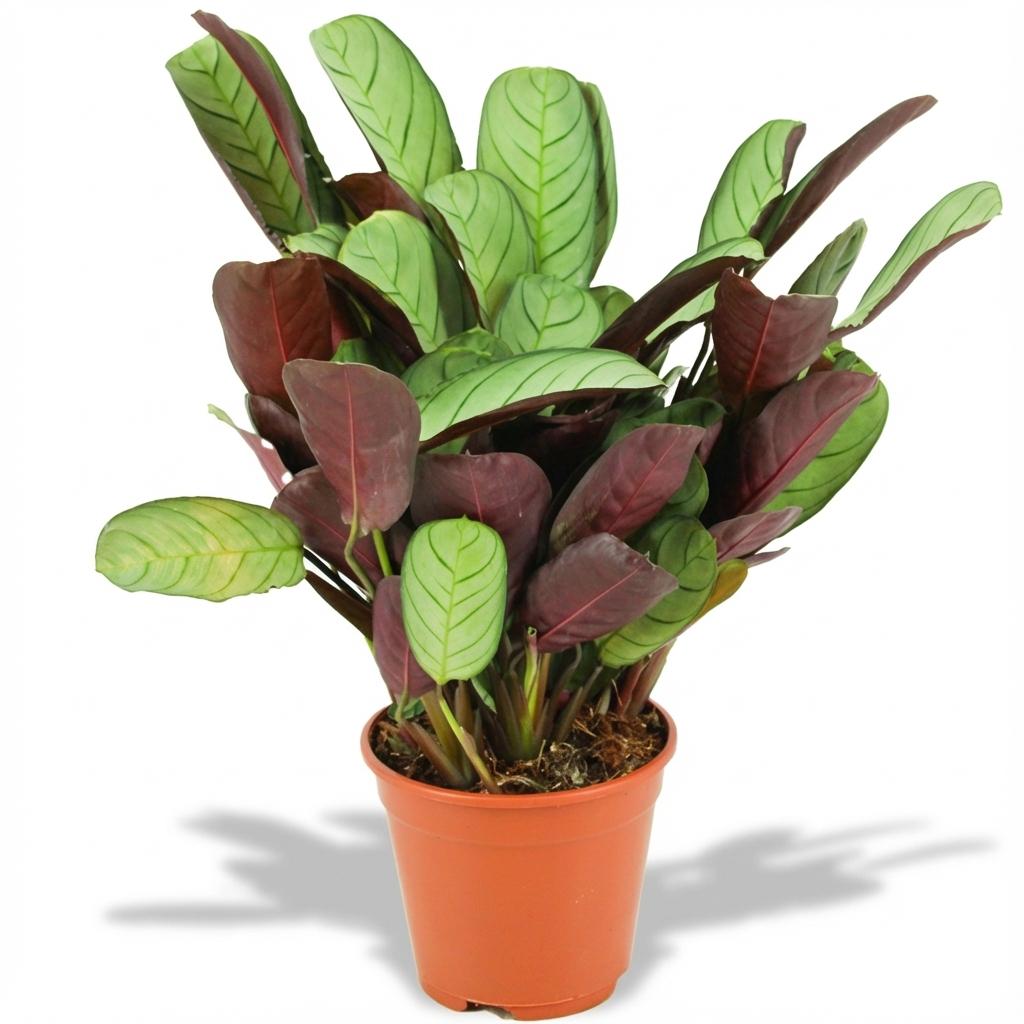 Ctenanthe Amagris - Ø 14 cm - Altezza: 35 - 40 cm