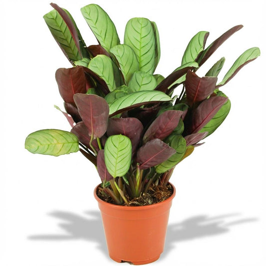 Ctenanthe Amagris - Ø 14 cm - Height: 35 - 40 cm
