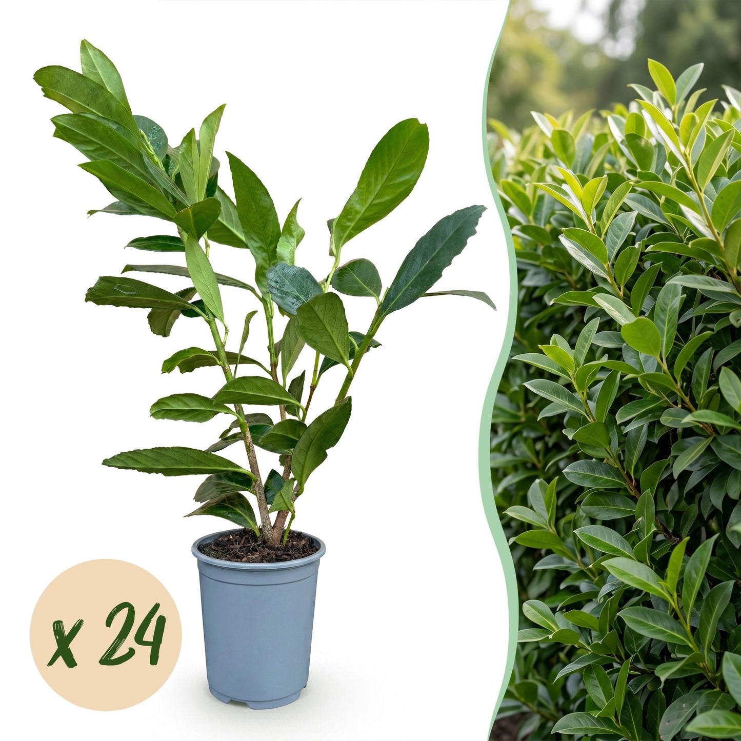 Green BoutiQ - 24x Prunus laur. Caucasica - Cherry Laurel - Hedge Plants - Evergreen - Green - 9cm Pot - Height 25-35cm