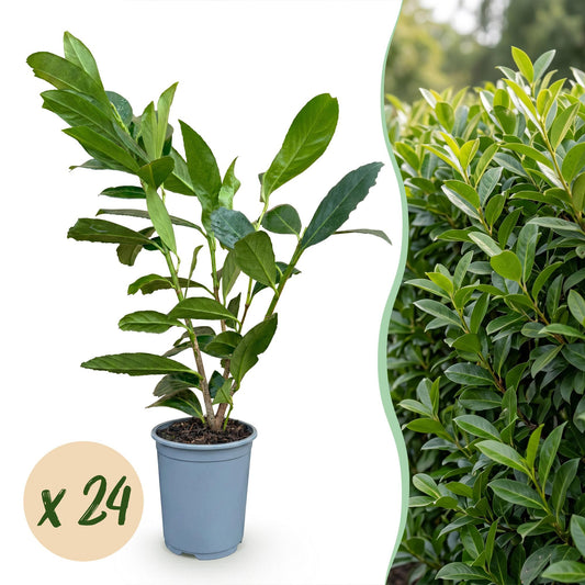 Green boutiQ - 24x Prunus laur. Caucasica - Cherry Laurel - Hedge Plants - Evergreen - Green - Pot 9cm - Height 25-35cm