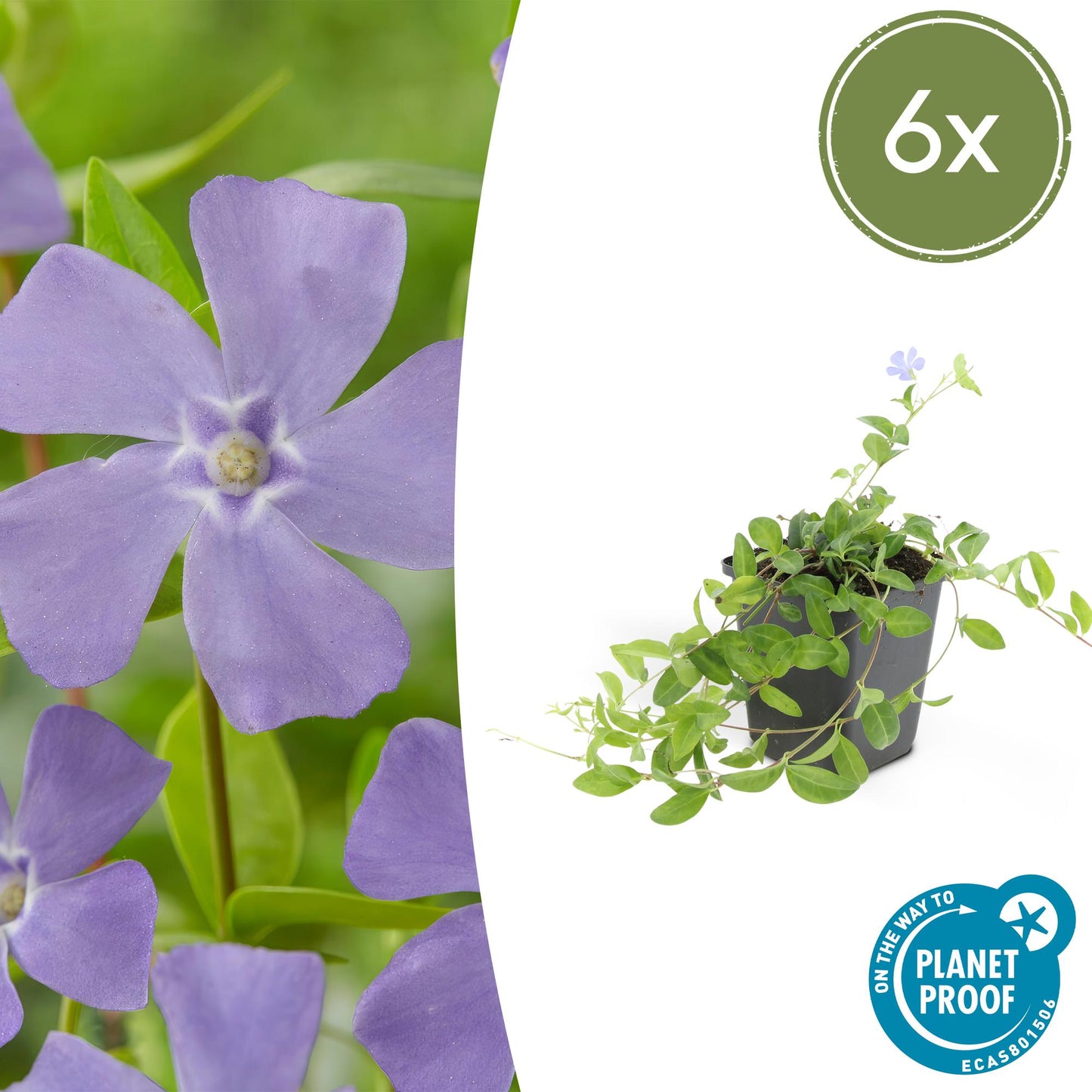 6x Vinca minor 'La Grave' - ↕10-25cm - Ø9cm