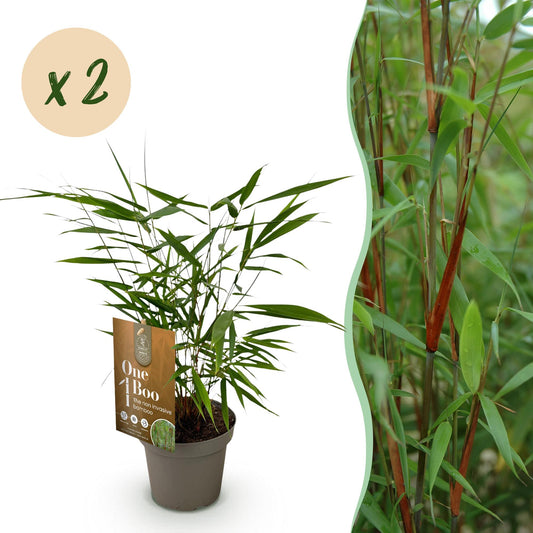 Grasses - Fargesia Asian Wonder - Non-Invasive Bamboo - Evergreen - Green - 2 Plants - Pot 14 cm - Height 35 cm