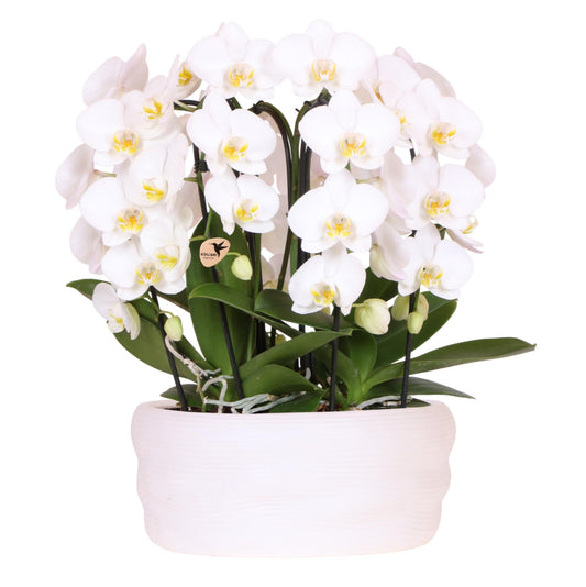 Hummingbird Orchids | White orchid set in Como dish incl. water reservoir | three white Niagara Falls orchids 12cm | Mono Bouquet white with self-sufficient water reservoir