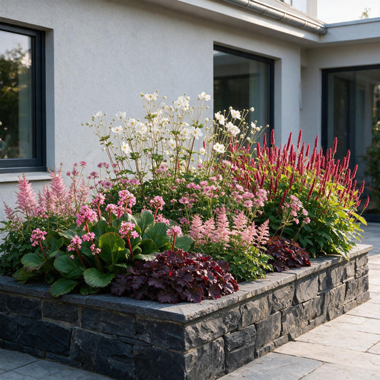 Perennial - Border Package - Shade - Miscellaneous - Types and Colors - 12 Plants - Pot 11cm - Height 15-25cm