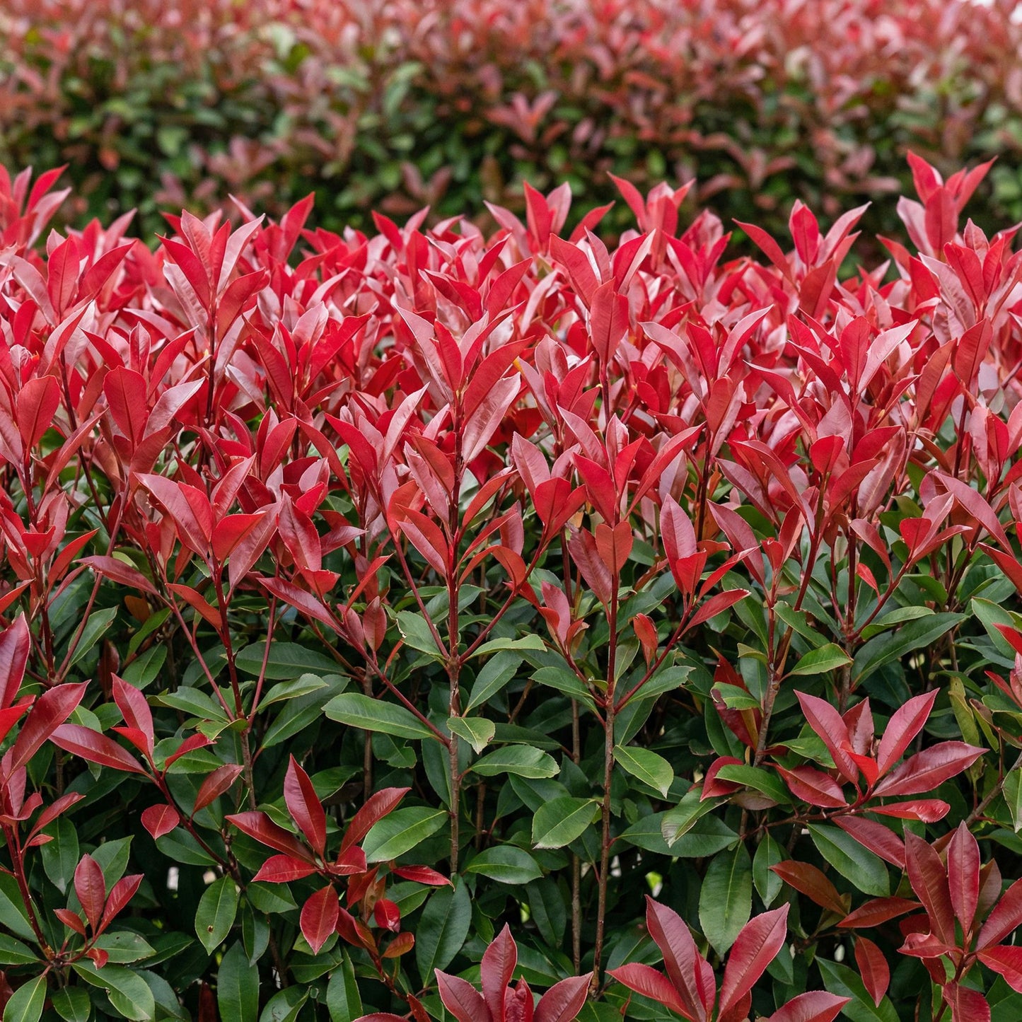 GreenboutiQ - Plantes de haie - Photinia fraseri Carre Rouge - vert rouge - 6 plantes - 1 mètre linéaire - persistant - pot 17cm hauteur 55cm