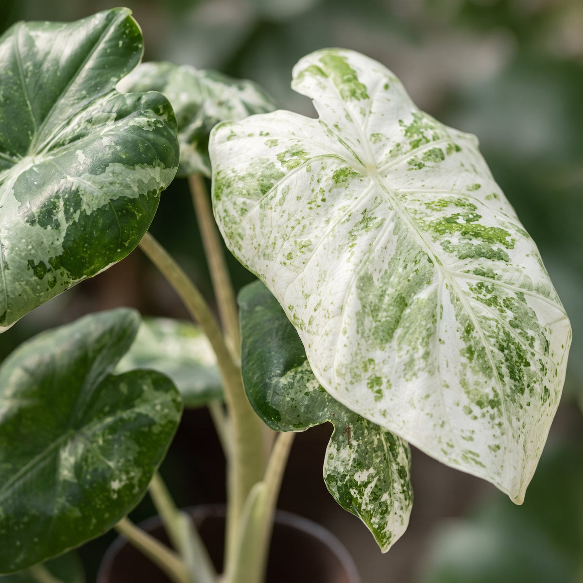 Alocasia Odora Variegata - Orecchia di elefante variegata - Verde - Variegata - Tropicale - Ø6cm - ↕15cm