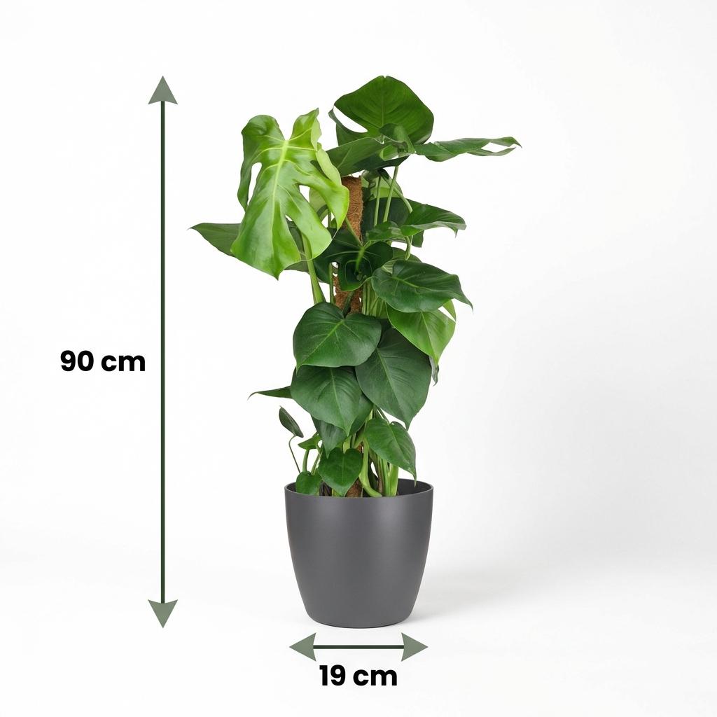 Green boutiQ - Indoor plant - Swiss Cheese Plant - Monstera Deliciosa moss pole - Green - Low maintenance - 1 Plant - with Potter Grey - Pot 19cm - Height 90cm