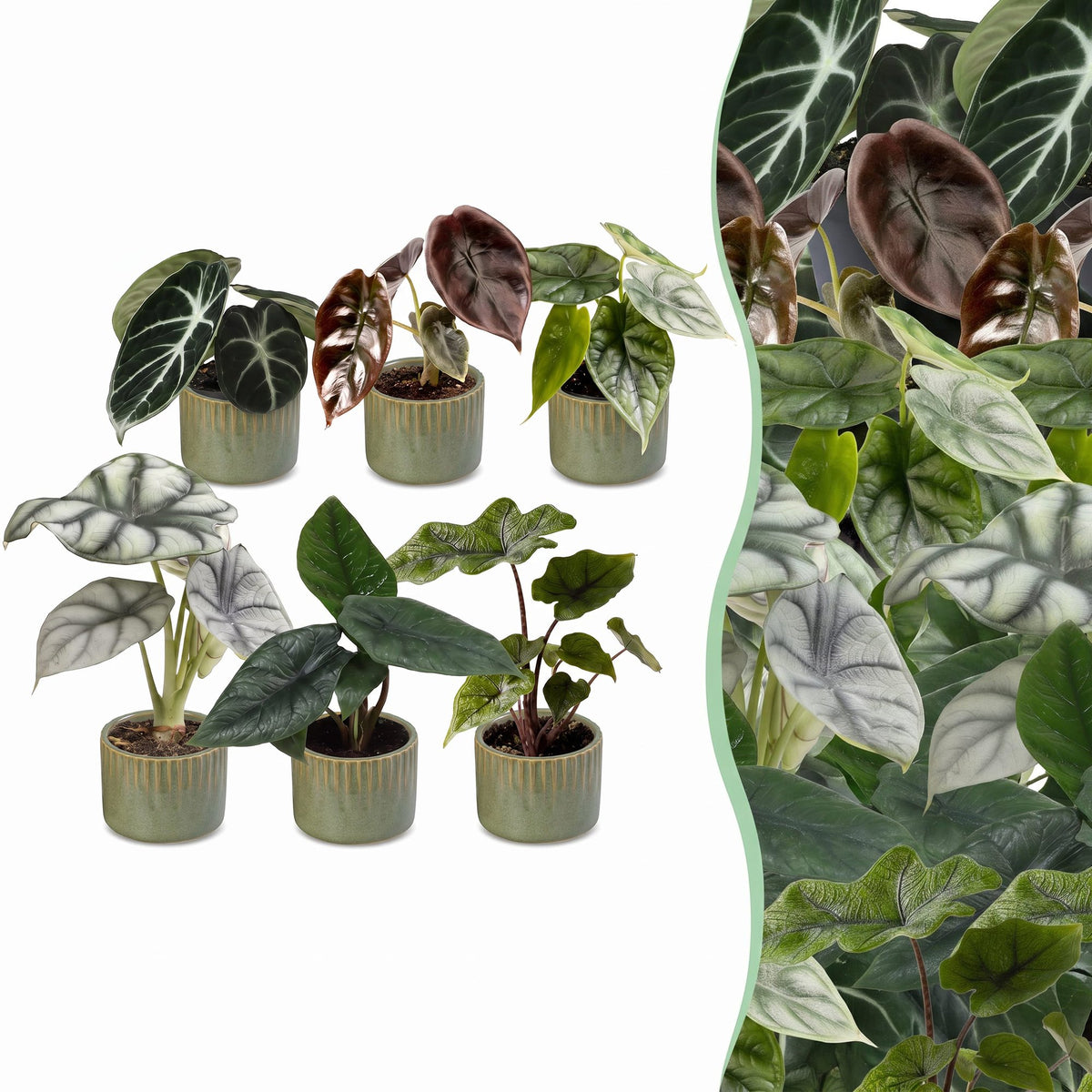 6x Baby Alocasia Familie - Rood - Groen - Zwart - Zilver - Grijs - Tropisch - incl. Linnea Olive - Ø6cm - ↕12cm