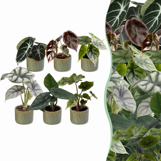 6x Famiglia Baby Alocasia - Rosso - Verde - Nero - Argento - Grigio - Tropicale - incl. Linnea Olive - Ø6cm - ↕12cm