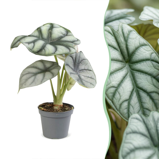 Zilverdraak - Alocasia Silver Dragon - Grijs - Tropisch - Ø6cm - ↕12cm