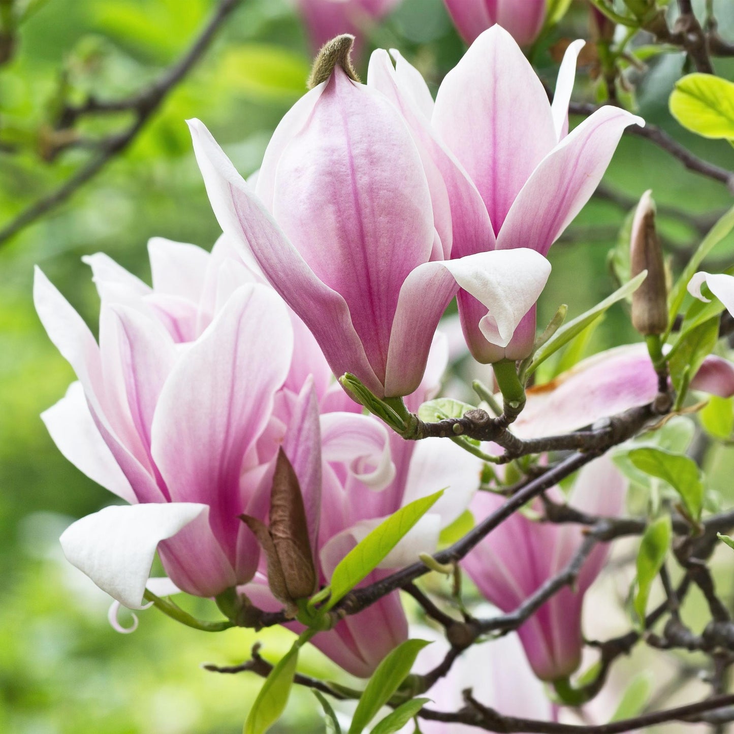 Pianta da giardino - Magnolia George Henry Kern - Fiore Rosa - 1 Pianta - Caducifolia - Poca manutenzione - Vaso 12cm Altezza 30cm