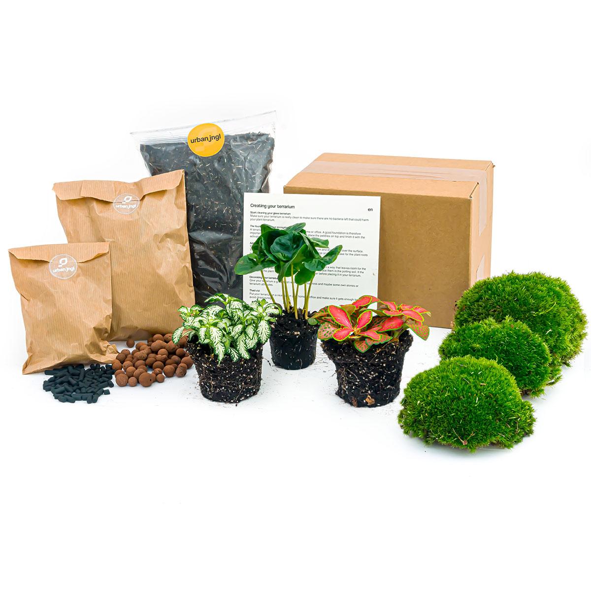 Plant terrarium refill &amp; starter pack - Coffea Arabica