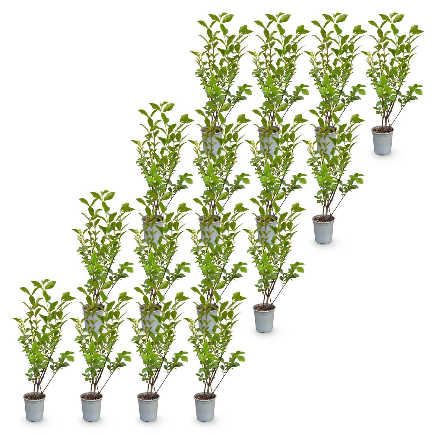 Green boutiQ - 16x Ligustrum ovalifolium - Common Privet - Hedge Plants - Evergreen - Green - Pot 9cm - Height 35-45cm
