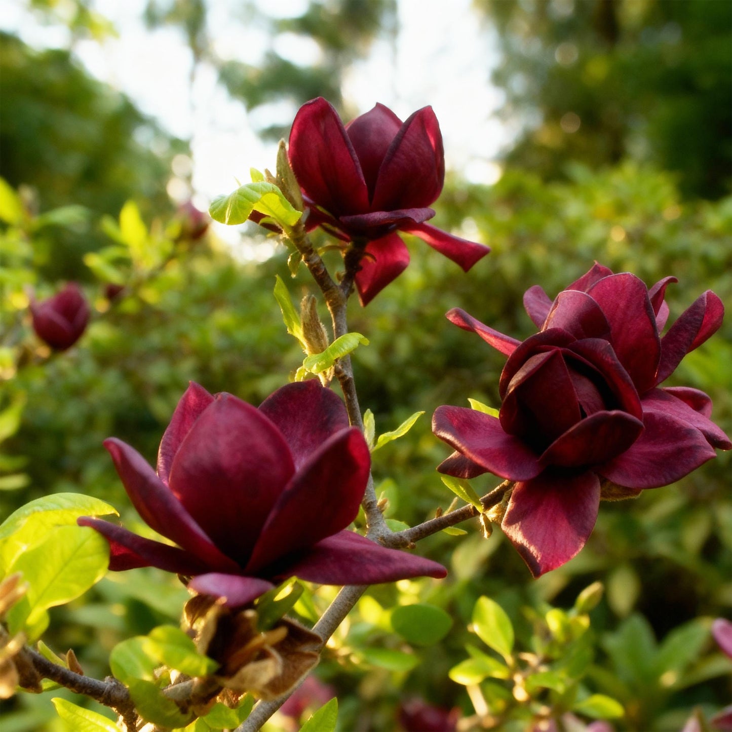 Green boutiQ - Tuinplant - Magnolia Genie - Bloem Paars - 3 Planten - Bladverliezend - Weinig Onderhoud - Pot 12cm Hoogte 30cm