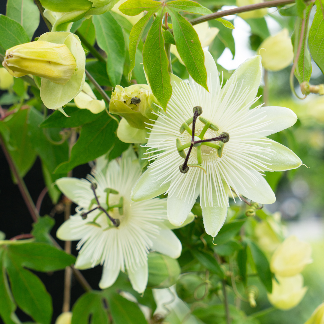 6x Passiflora caerulea ‘Constance Elliott’ – P9 pot – elegante wit bloeiende passiebloem
