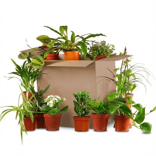 Green Second Change Box (12 pieces)