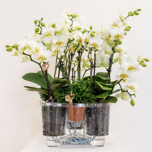 Orchidee colibrì | set di piante bianche in cestino di cotone incl tre orchidee bianche Losanna 9 cm e tre piante verdi | Jungle Bouquet bianco con riserva d'acqua autosufficiente