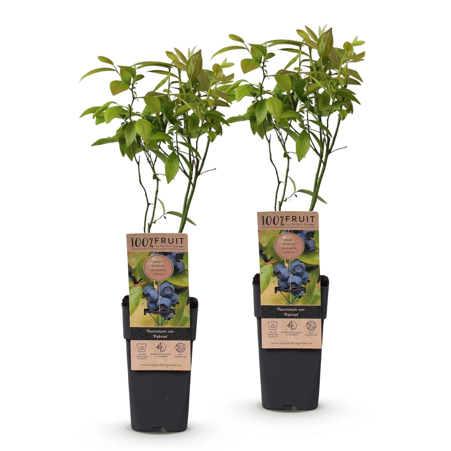 Fruitplant - Vaccinium corymbosum Patriot - Bosbes - Winterhard - Blauwe Bes - 2 Planten - Pot 15cm - Hoogte 50cm