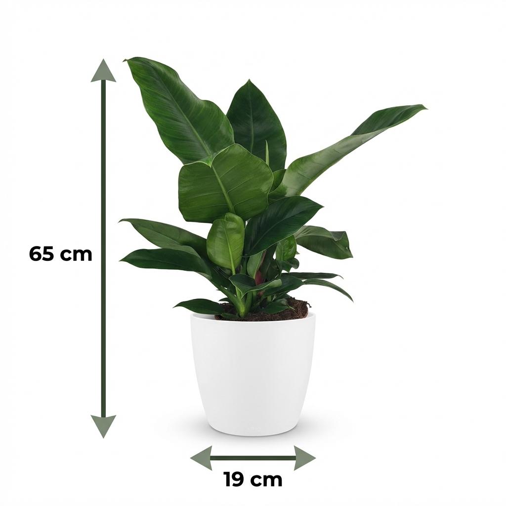Green boutiQ - Houseplant - Philodendron - Philodendron Imperial Green - Green - Low maintenance - 1 Plant - with Potter White - Pot 19cm - Height 65cm
