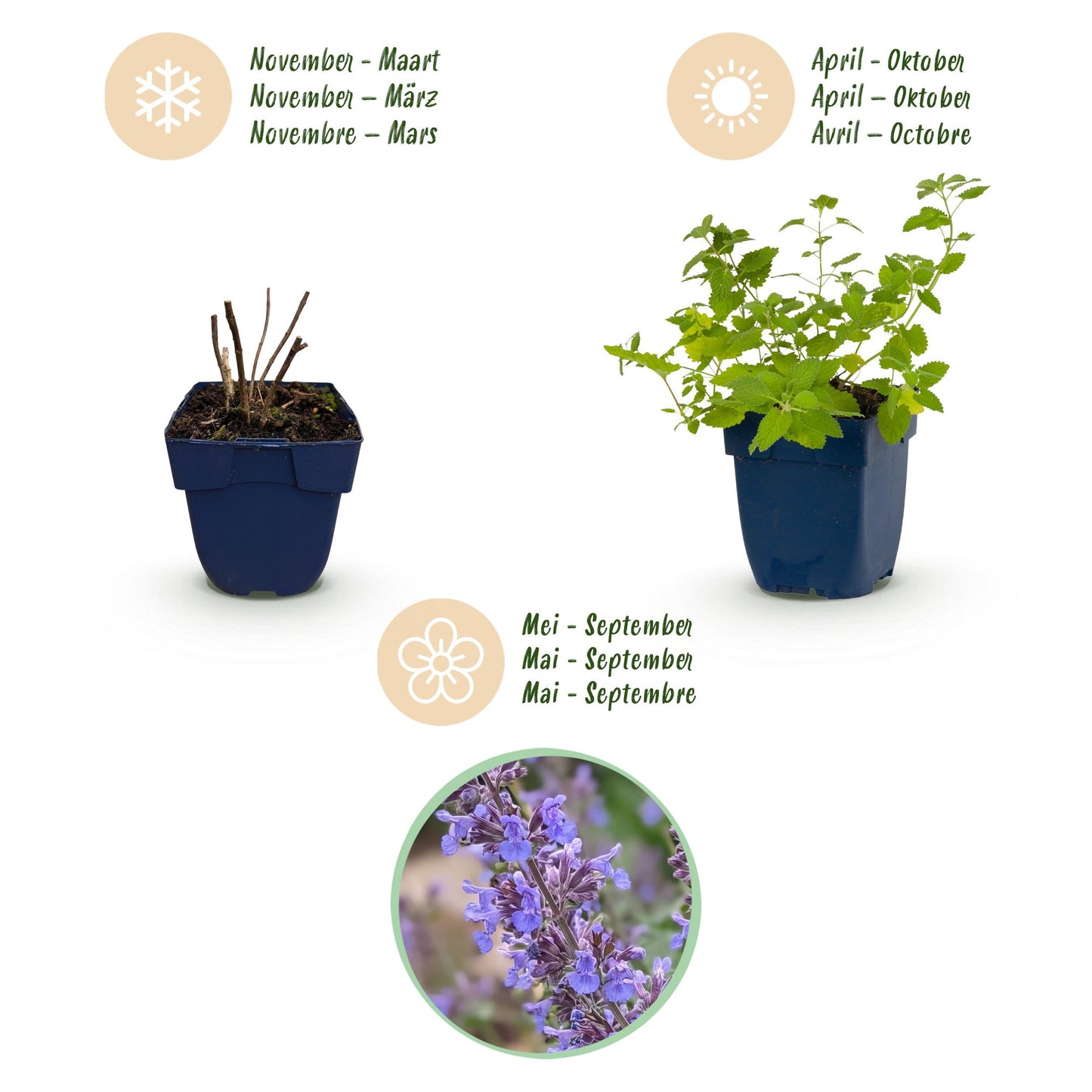 Perennial - Nepeta faassenii 'Six Hills Giant' - Catmint - Bee and Butterfly Attractor - Purple - 24 Plants - Pot 11cm - Height 15-25cm