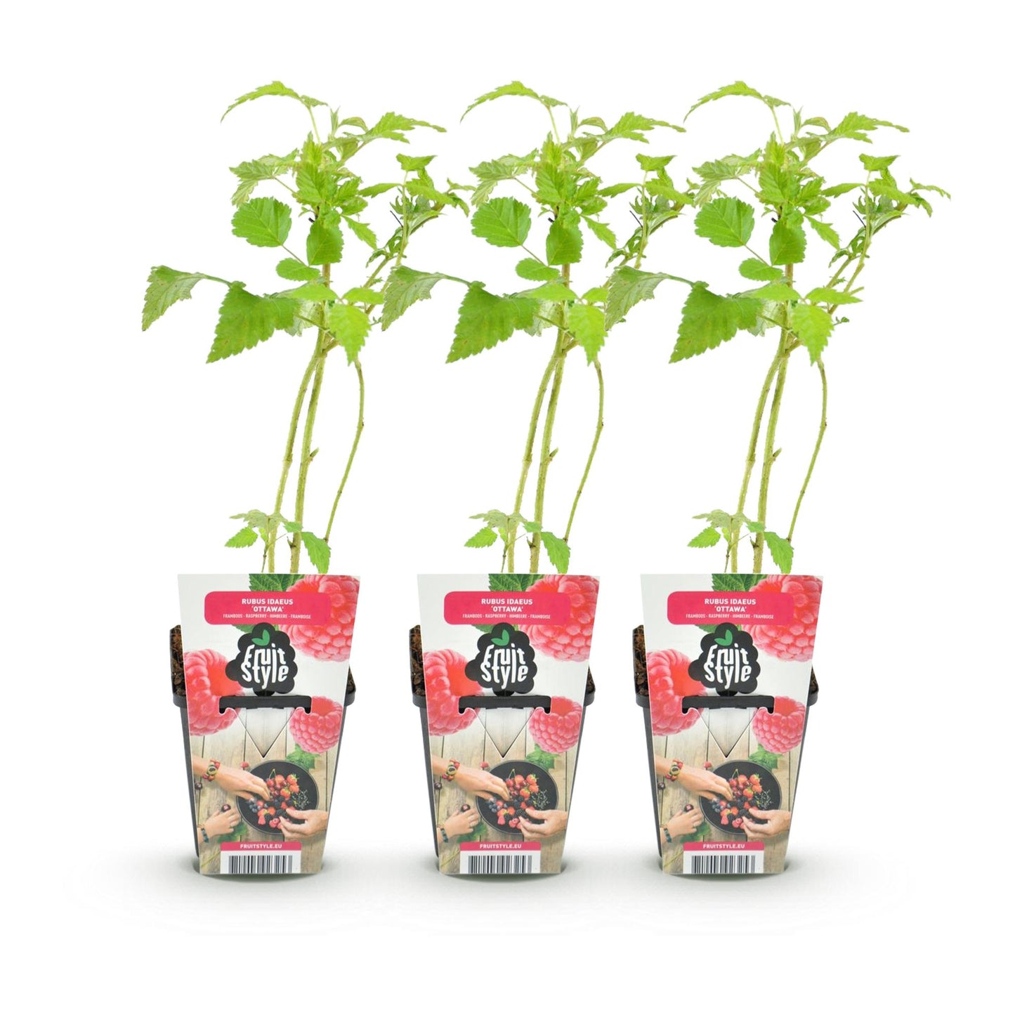 Green boutiQ - Fruitplanten - Framboos - Rubus idaeus Ottawa - Winterhard - 3 Planten - Pot 9 cm - Rode Framboos