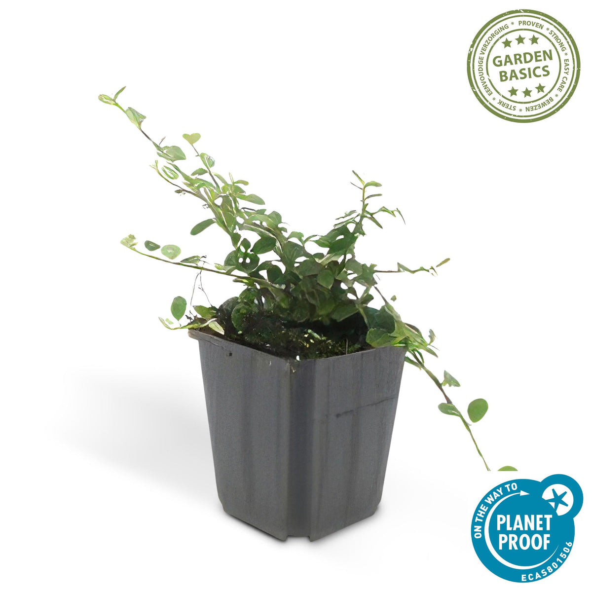 24x Cotoneaster pr. 'Queen of Carpets' - ↕10-25cm - Ø9cm