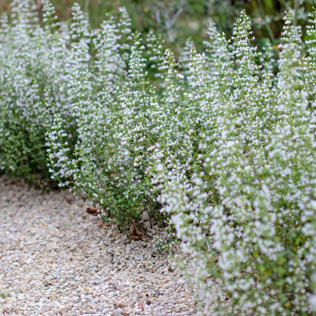 48x Calamintha n. nepeta - ↕10-25cm - Ø9cm