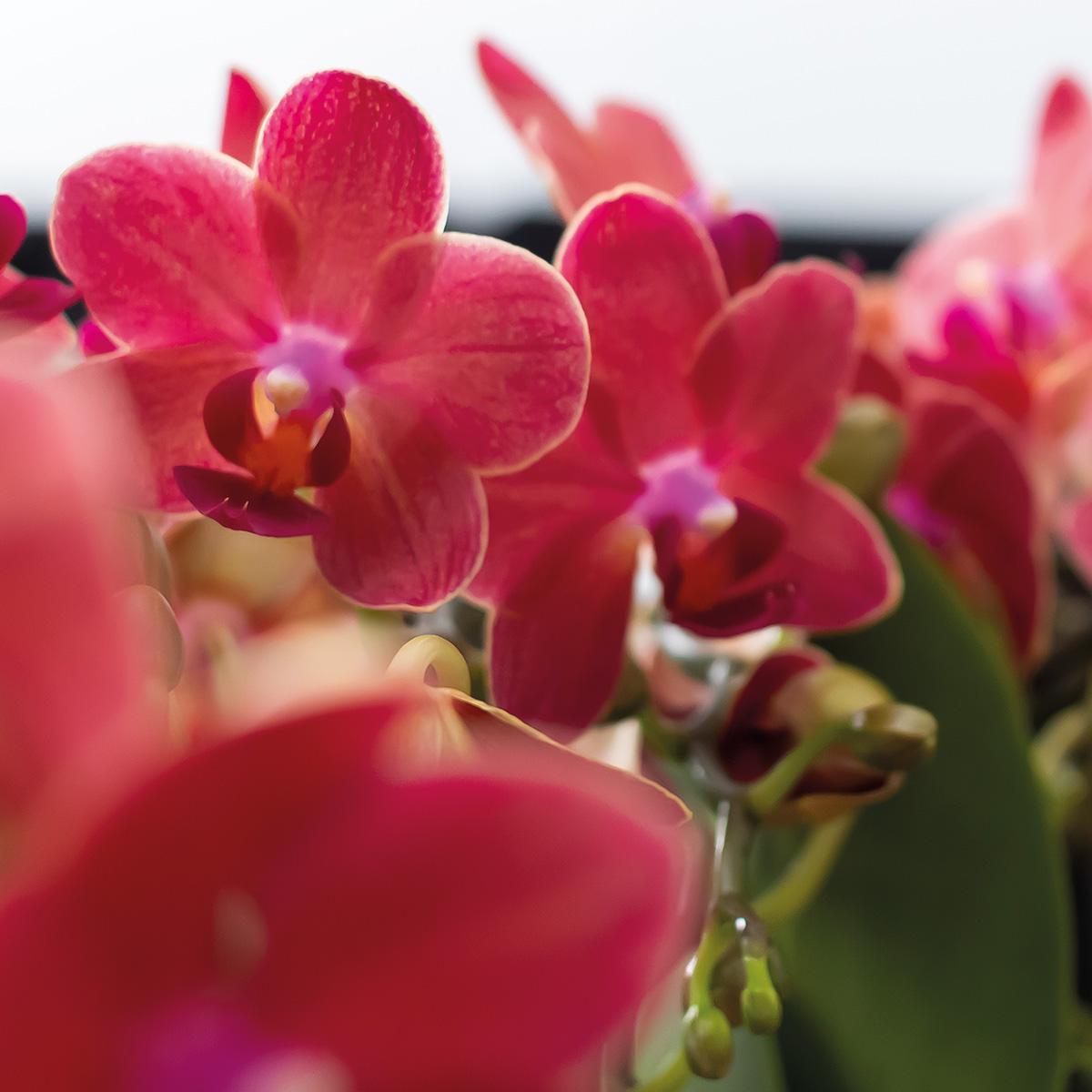 Orchidee colibrì | OFFERTA COMBI di 2 orchidee Phalaenopsis rosse - Congo - vaso Ø9cm pianta da appartamento fiorita - fresca dal coltivatore