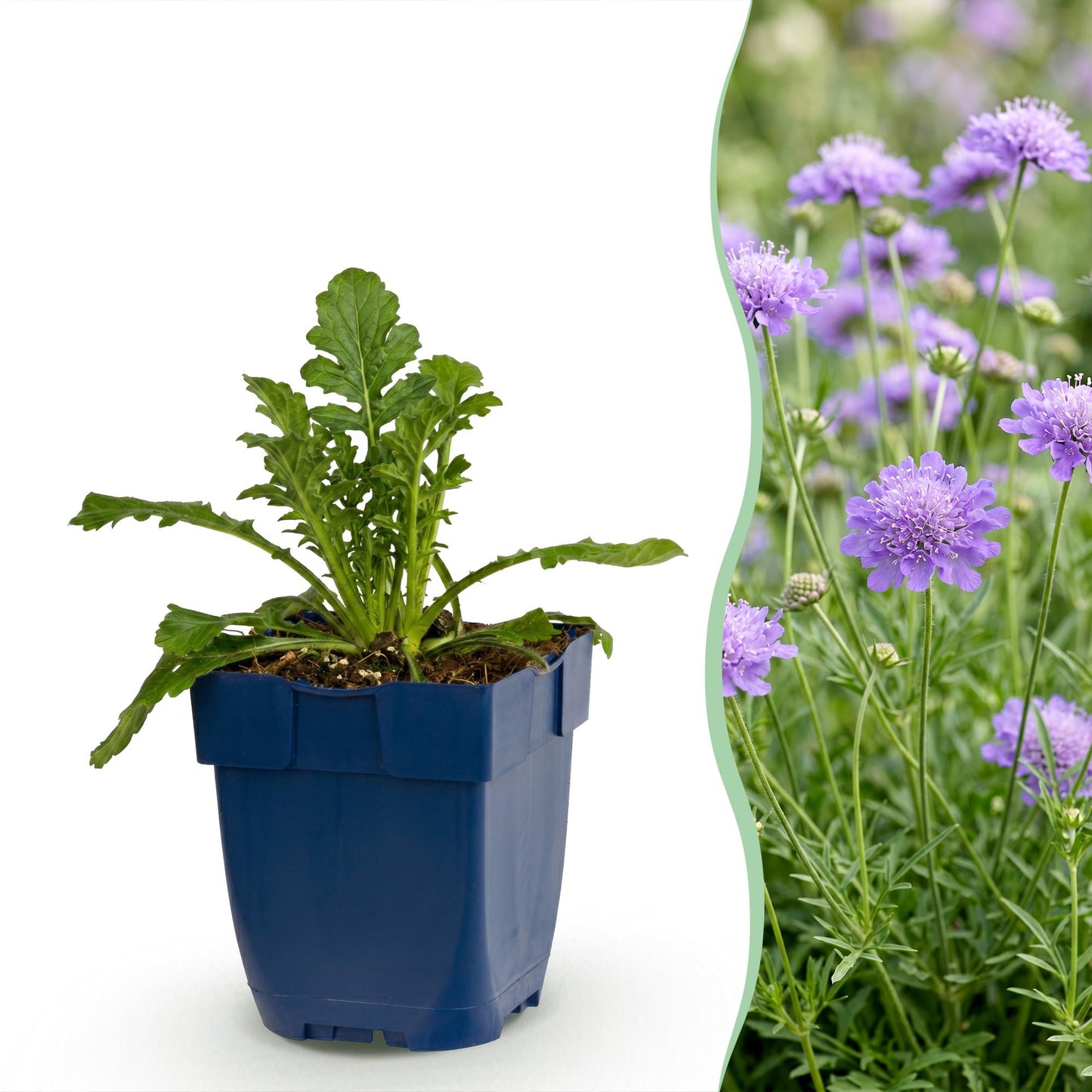 Vasteplant - Scabiosa col. Butterfly Blue - Duifkruid - Bijen en Vlinderlokkers - Paars - 12 Planten - Pot 11cm - Hoogte 15-25cm