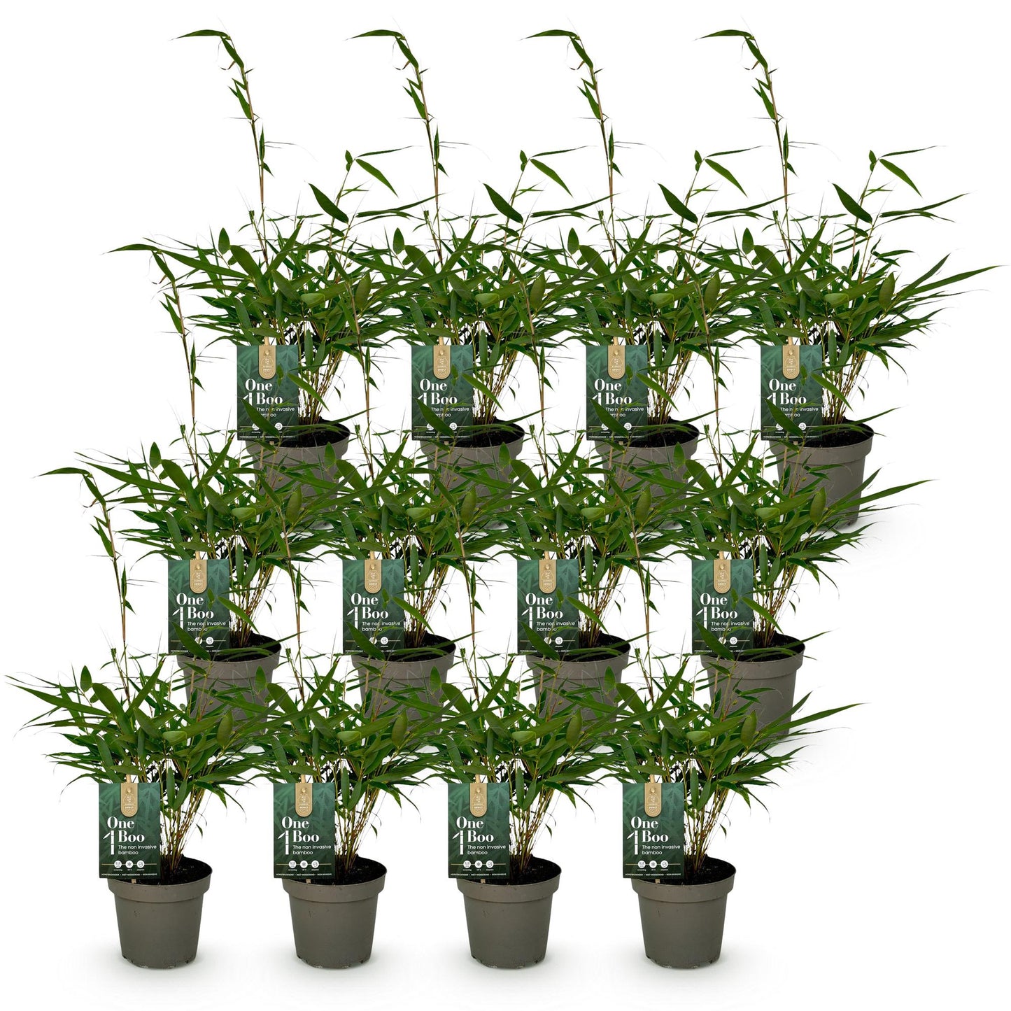 Green boutiQ - Bamboo - Fargesia robusta Pingwu - Evergreen - Non-invasive - Green - 12 Plants - Pot 14cm - Height 35cm