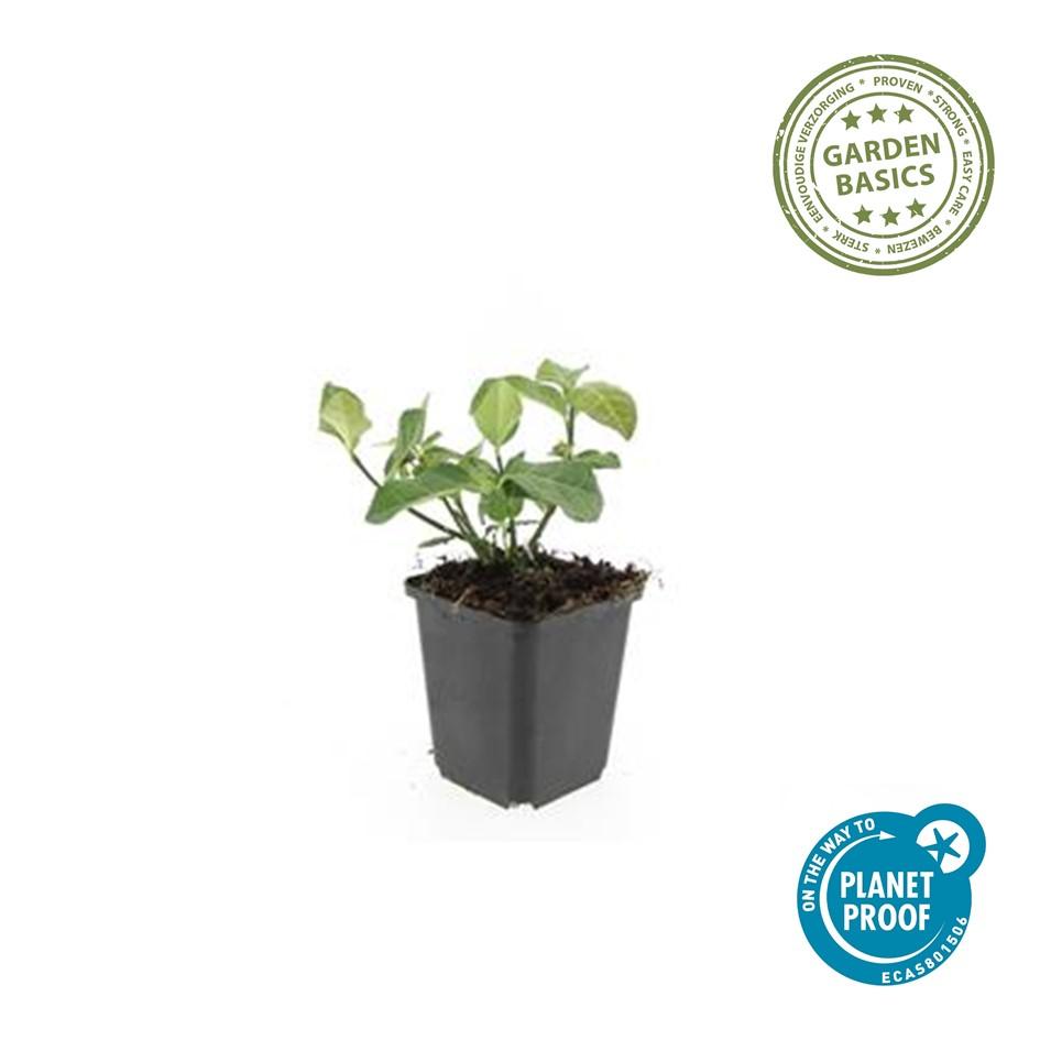 48x Euonymus fort. 'Coperta del dardo' - ↕10-25cm - Ø9cm
