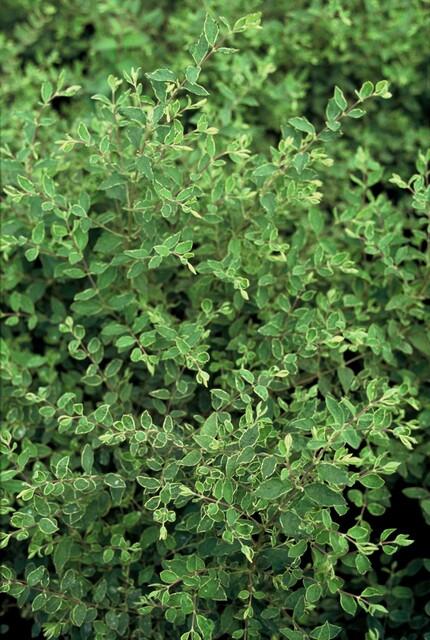 60x Symphoricarpos ch. 'Hancock' - ↕10-25cm - Ø9cm